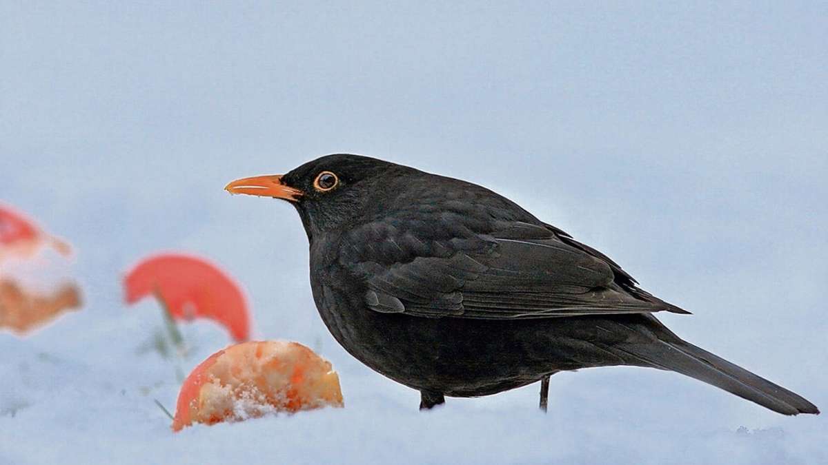 Coburg: Den Wintervögeln auf der Spur