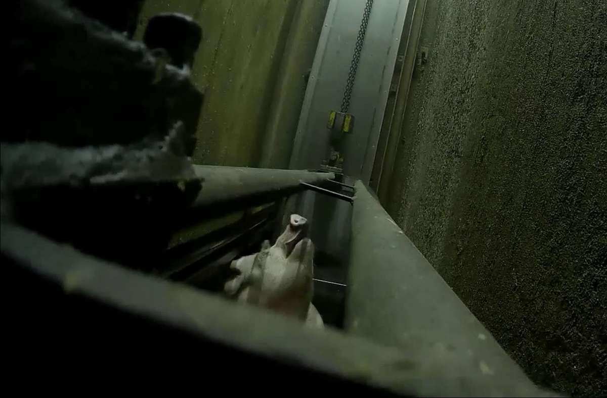 Panik Todesangst, Schmerzensschreie: Wie qualvoll Schweine im Kulmbacher Schlachthof betäubt werden, zeigen erschütternde Videos, die Tierschützer heimlich aufgenommen haben.