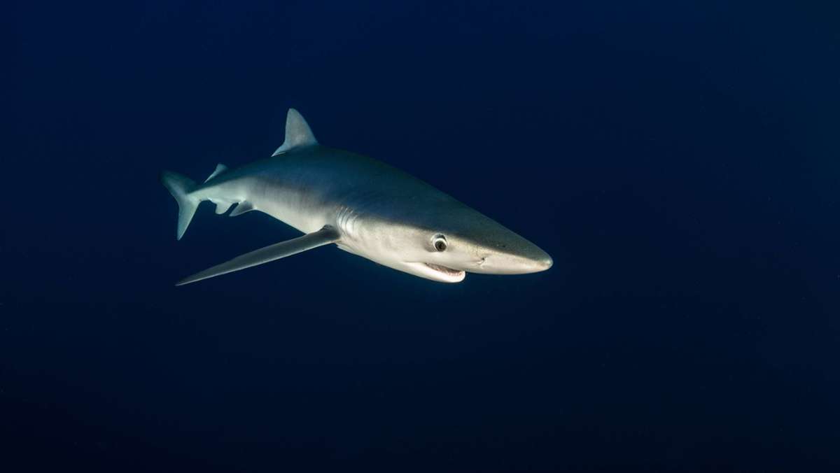 Spanische Urlaubsinsel: Hai verirrt sich an Strand von Mallorca