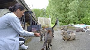 Kronach/Lichtenfels : Streit um Streuner - „Katzen-Gang“ hält Behörden auf Trab