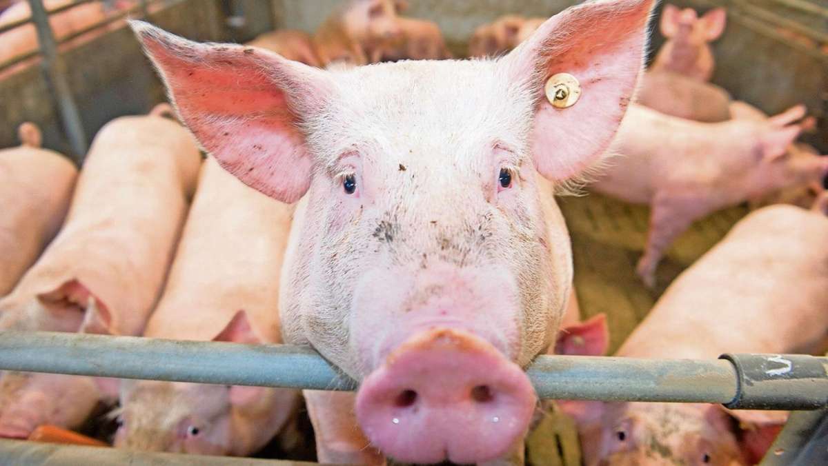 Coburg: Wie weit stinken 2952 Schweine?