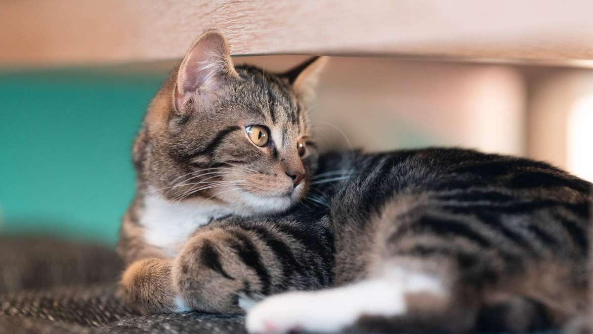 Schottland: Fünf Jahre vermisst – Katze auf Bohrinsel entdeckt