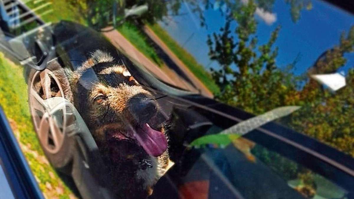 Coburg: Polizisten befreien Hund aus heißem Auto