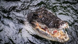 Exkursion in Mexiko: Schwester gegen Krokodil verteidigt: Frau bekommt britische Medaille