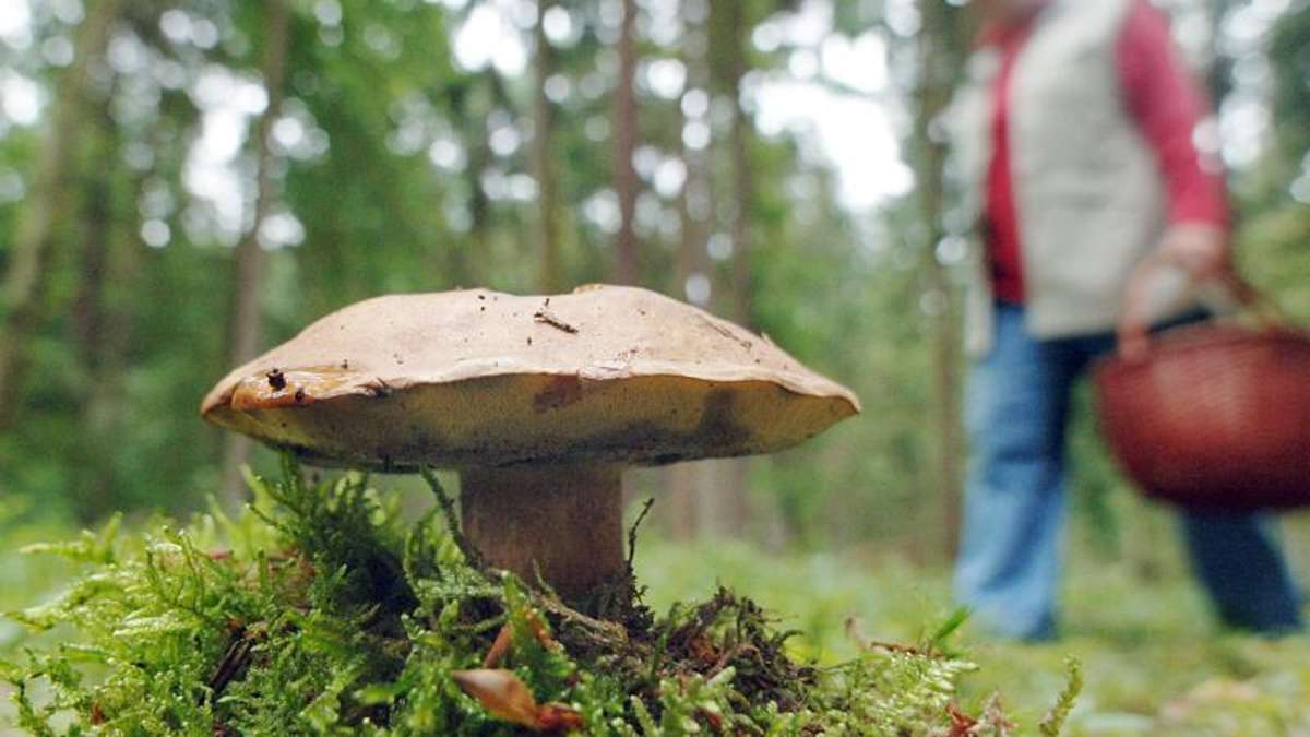 Presseck: Vermisst: Seniorin sammelt Pilze im Wald und kehrt nicht zurück