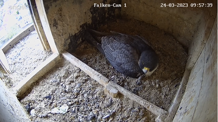 Webcam in der Coburger Morizkirche: Drei Eier im Wanderfalken-Nest