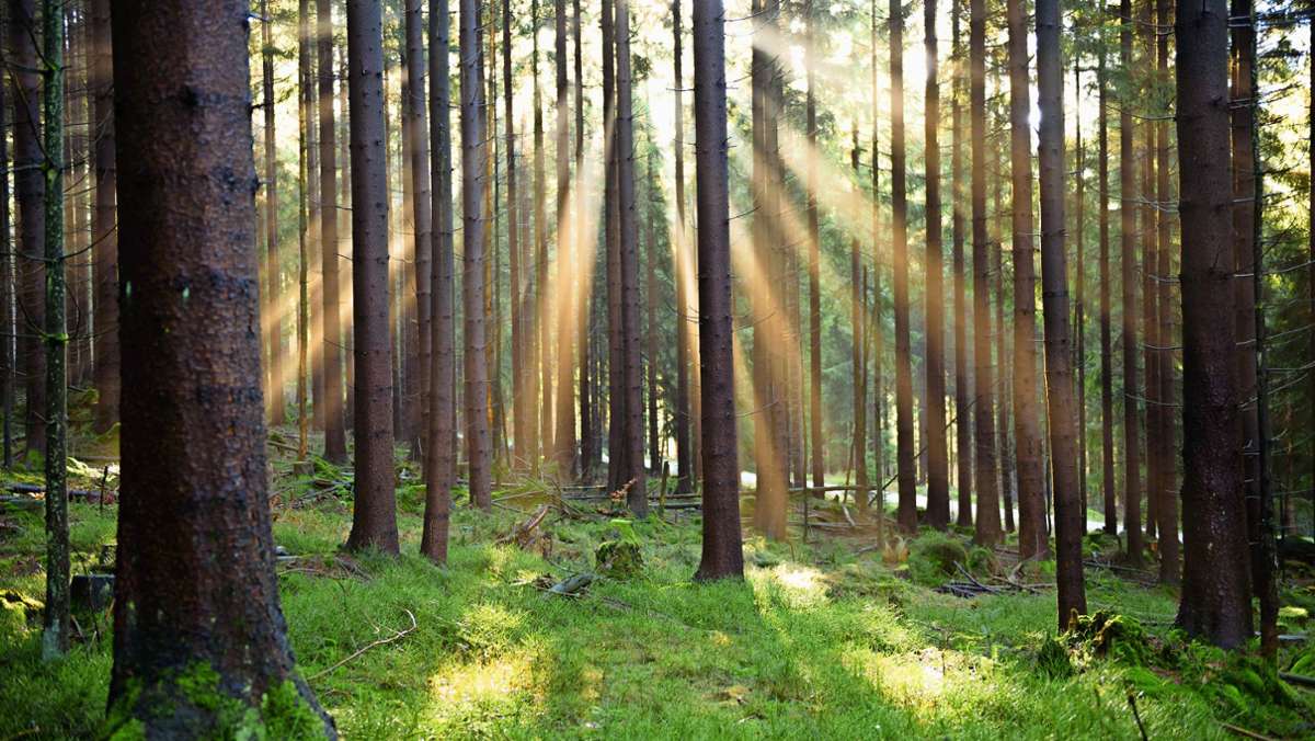 Bayern: Wald wird zur Wertanlage