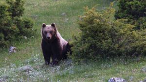 Jogger in Italien von einem Bären attackiert und getötet