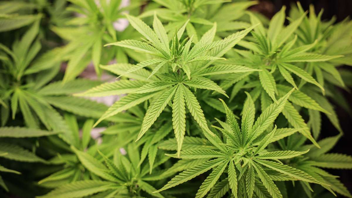 Gesundheitsministerin: Gerlach: Klagen gegen Cannabis-Legalisierung wohl unmöglich