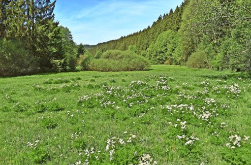 Die Gemeinde Wilhelmsthal nimmt ab sofort am Projekt „Bärwurzwiesen und -weiden im Frankenwald teil. So soll unter anderem wieder mehr Artenvielfalt entstehen. Foto: /Christine Neubauer