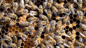 Fünf Bienenvölker sind verendet