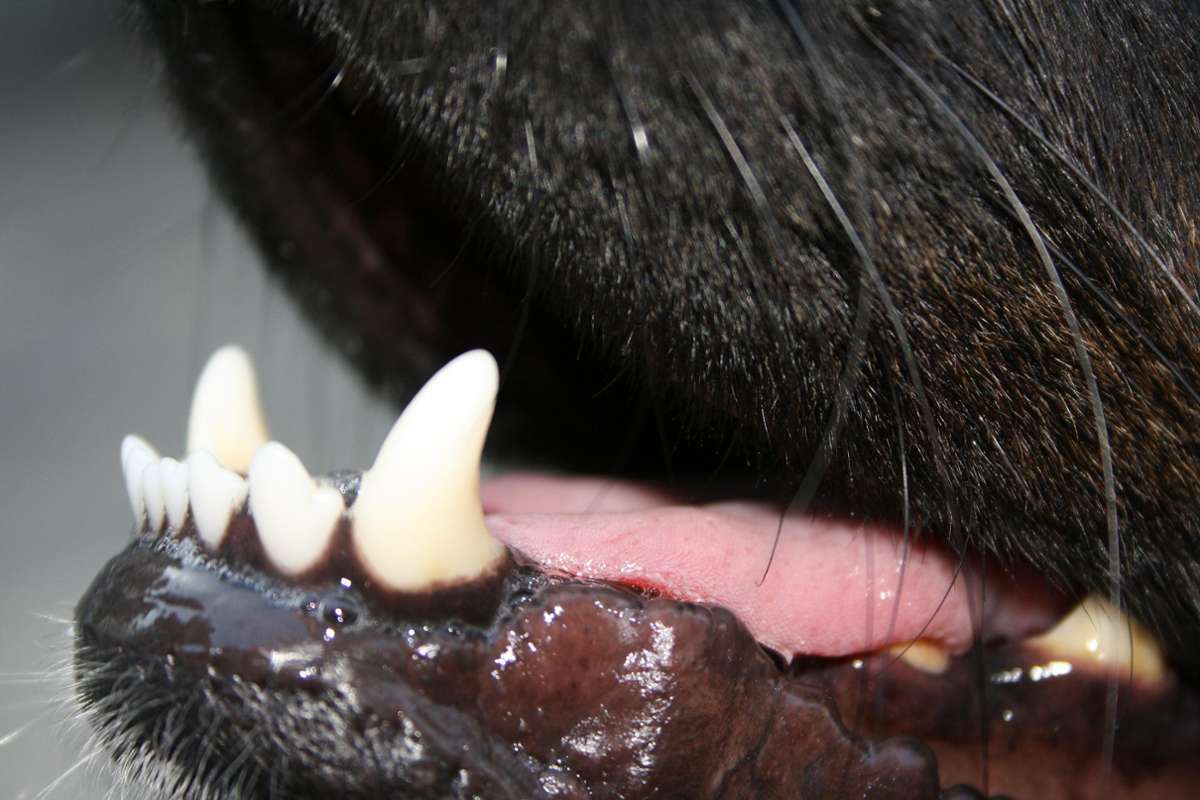 Zähne eines Hundes. Symbolbild. Foto: Pixabay