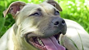 Aggressiver Halter: Kampfhund beißt Mädchen und Frau