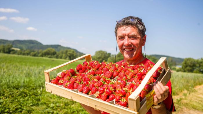 Hier können Erdbeeren gepflückt werden