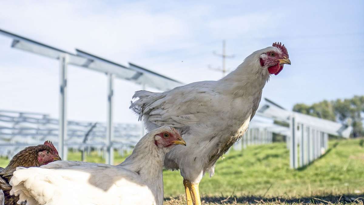 Agri-Photovoltaik: Gut für das Klima, gut für die Henne