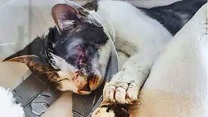 Tierhasser: Katze mehrfach in den Kopf geschossen