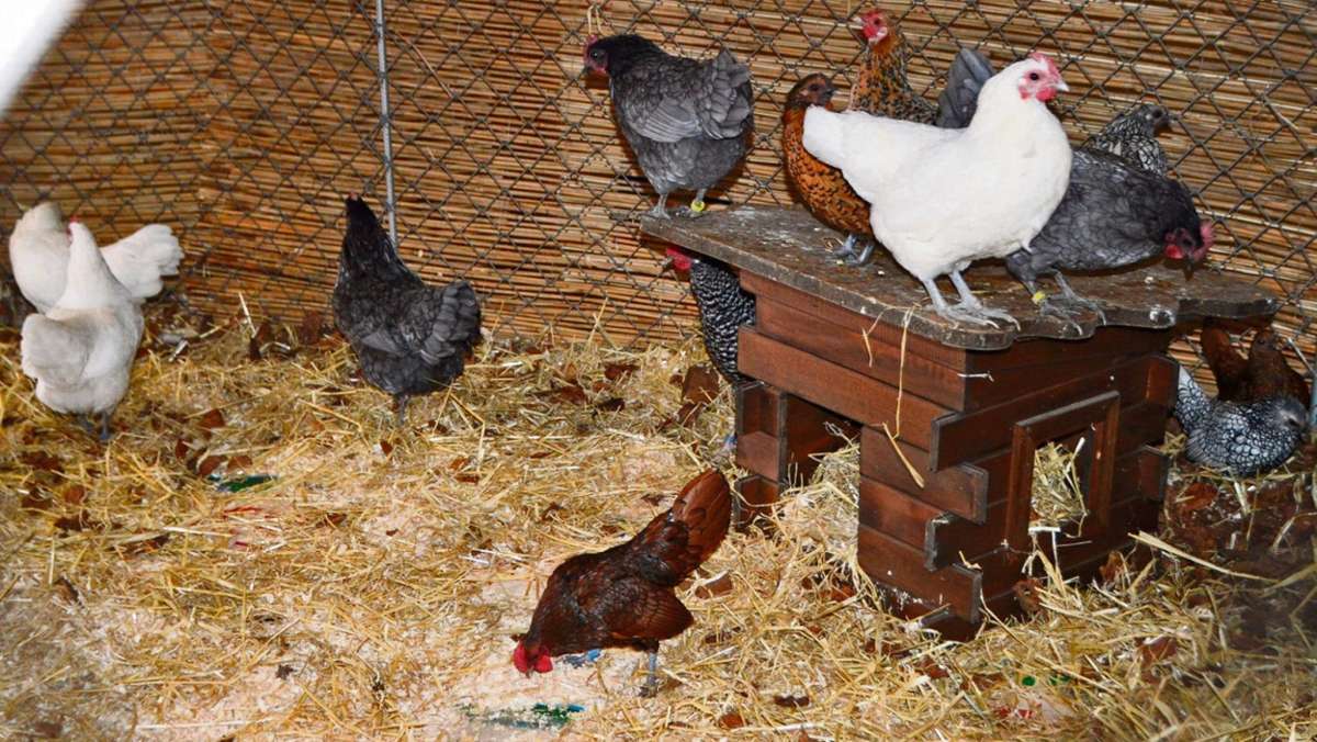 Michelau: 15 Hühner aus einem Stall gestohlen