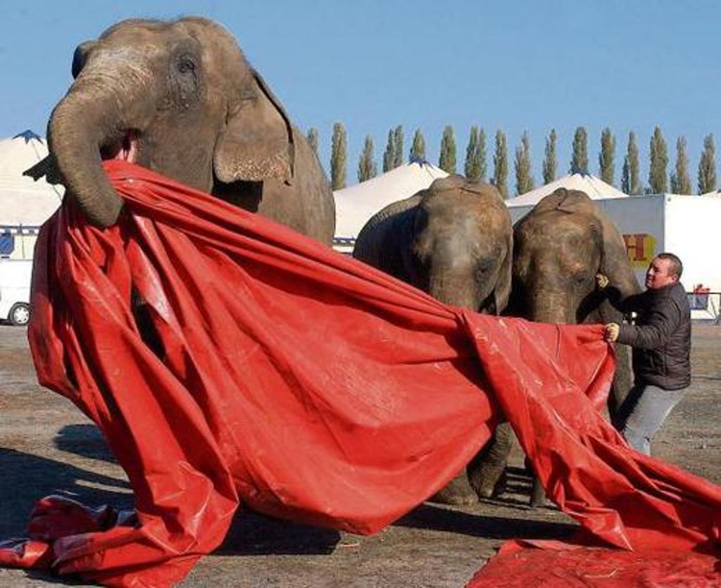 Für Tierschützer ein rotes Tuch: die Elefantenhaltung beim Circus Carl Busch.