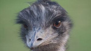 Emmanuel! – Ein frecher Emu geht viral