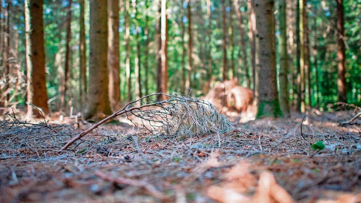 Landkreis Kronach: Im Landkreis setzt man im Wald auf Trittsteine