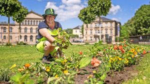 Coburg: Sommerblühen auf dem Schlossplatz