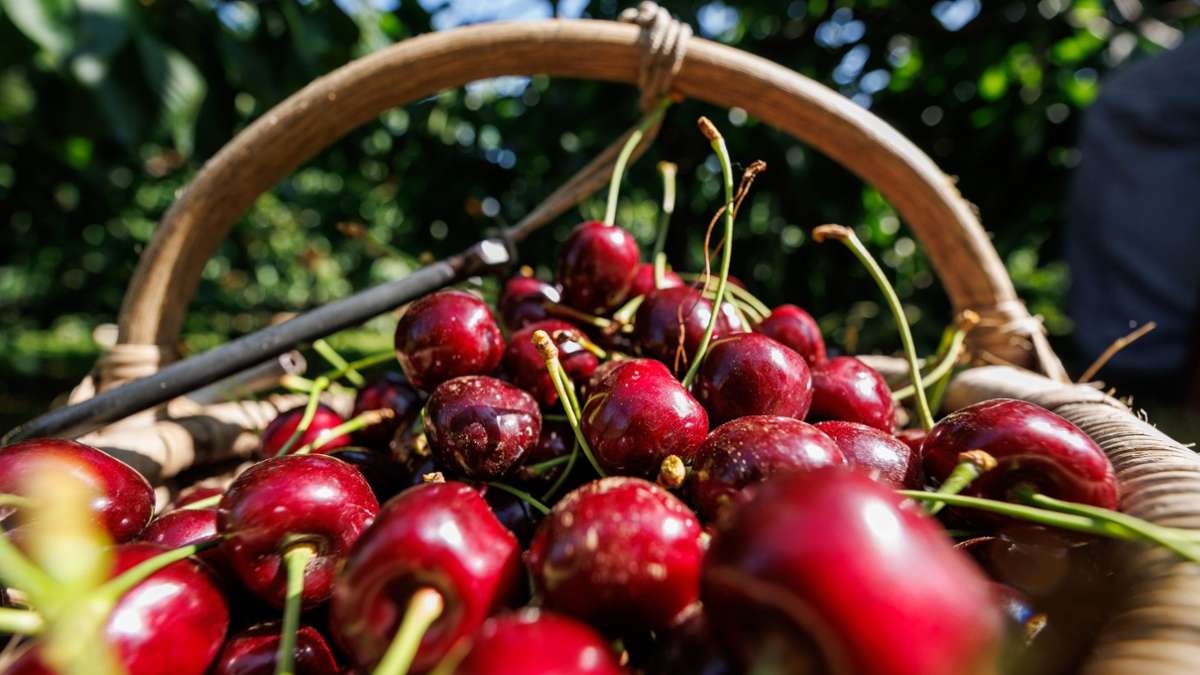 Obstbauern: Schlechte Kirschenernte in Bayern