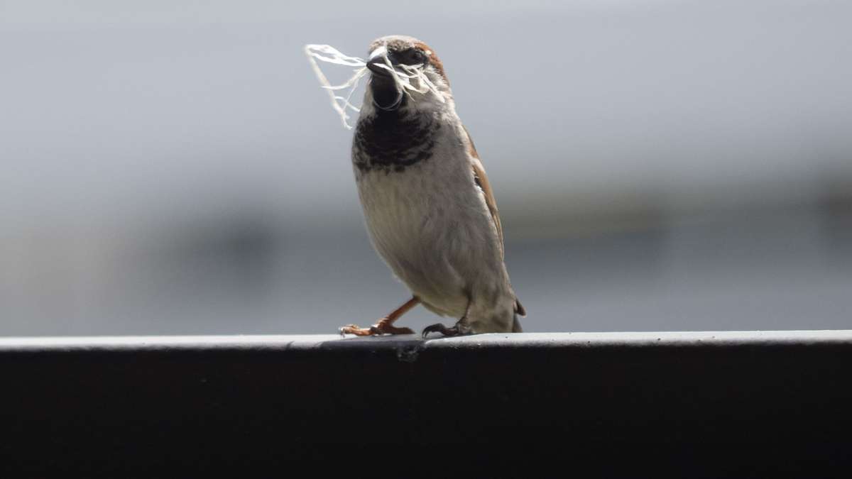 Natur: Stunde der Gartenvögel: Große Vogelzählung in Deutschland