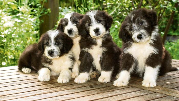 Wegen Corona: Nachfrage nach Hundewelpen steigt