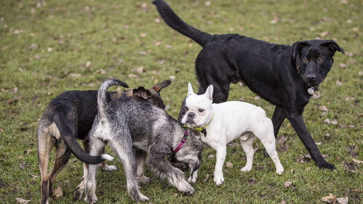 Maroldsweisach: Hunde kosten künftig mehr