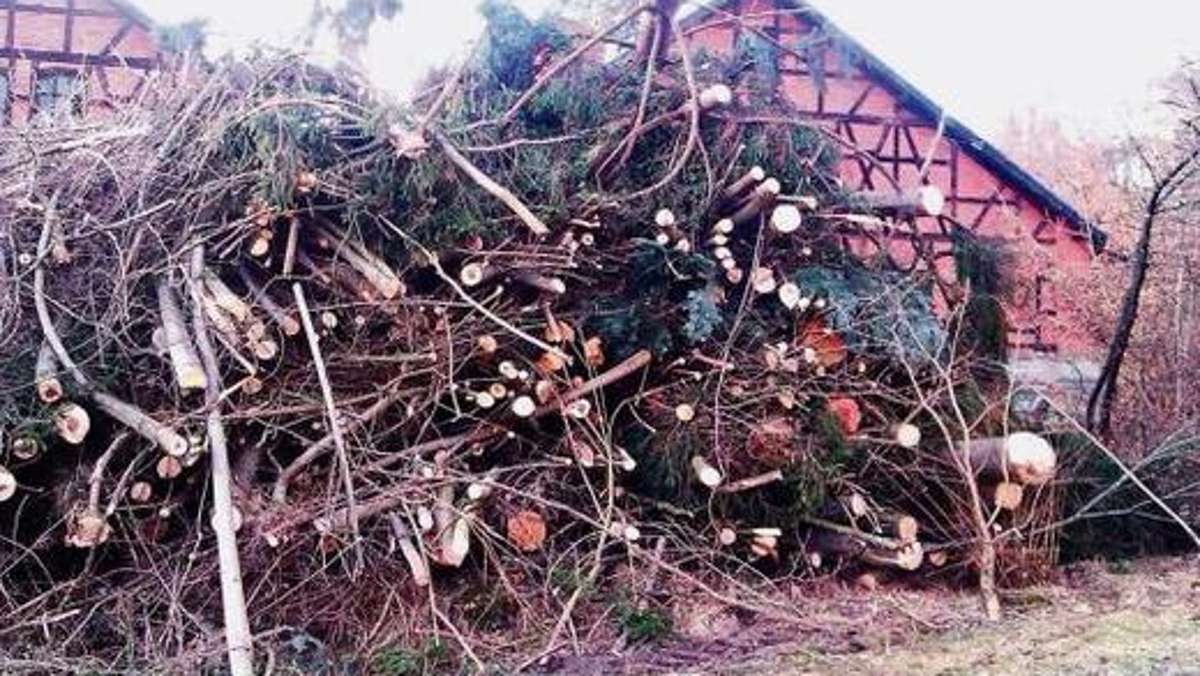 Coburg: Mehr Baumfällungen als erlaubt