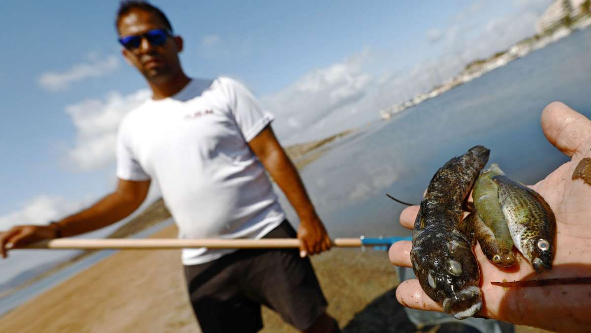 Umweltkatastrophe: Mar Menor – Spaniens totes Meer