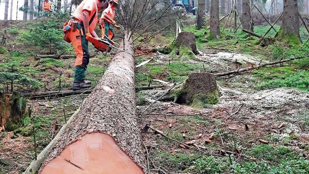 Nordhalben: Holz für die Meisterschaft der Waldarbeiter