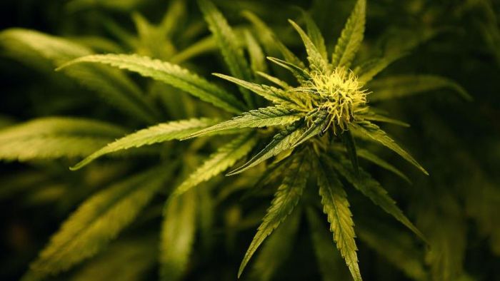 Fahnder stellen Marihuana im Wert von 2,2 Millionen sicher