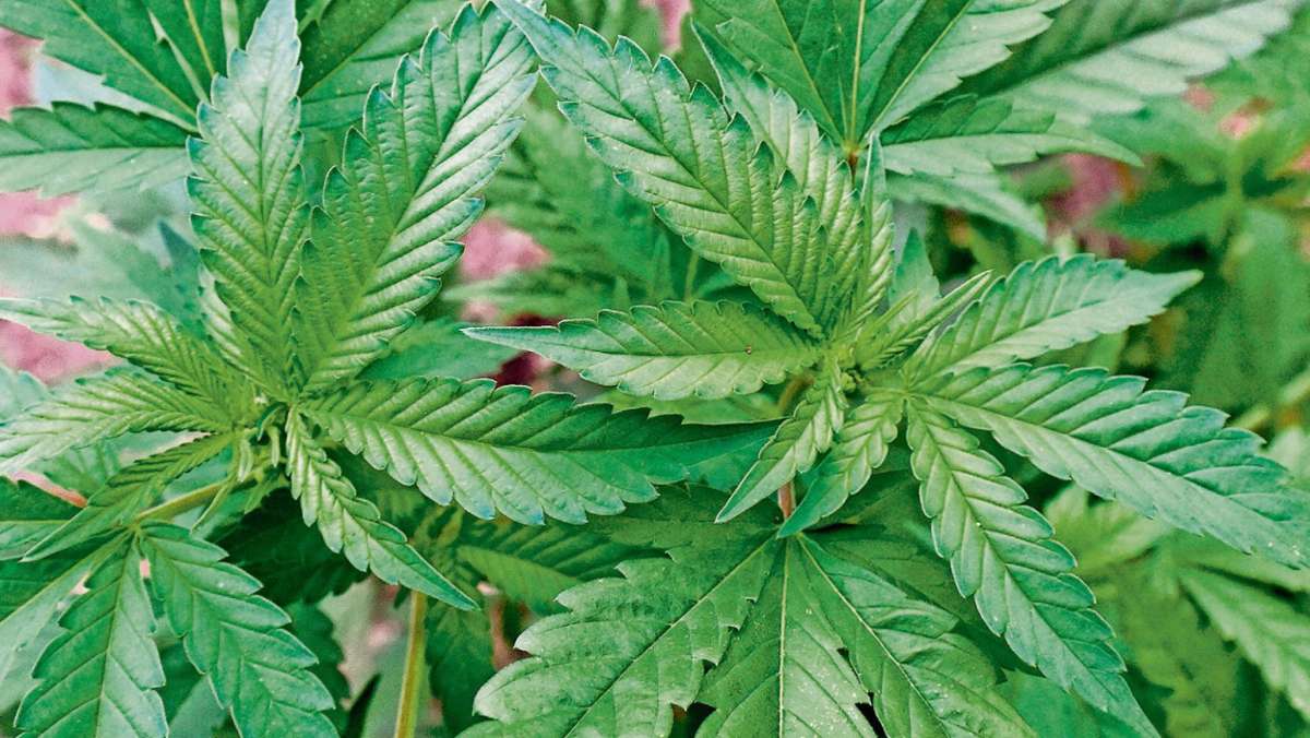 Länderspiegel: Bei Hof: Halbe Tonne Marihuana entdeckt
