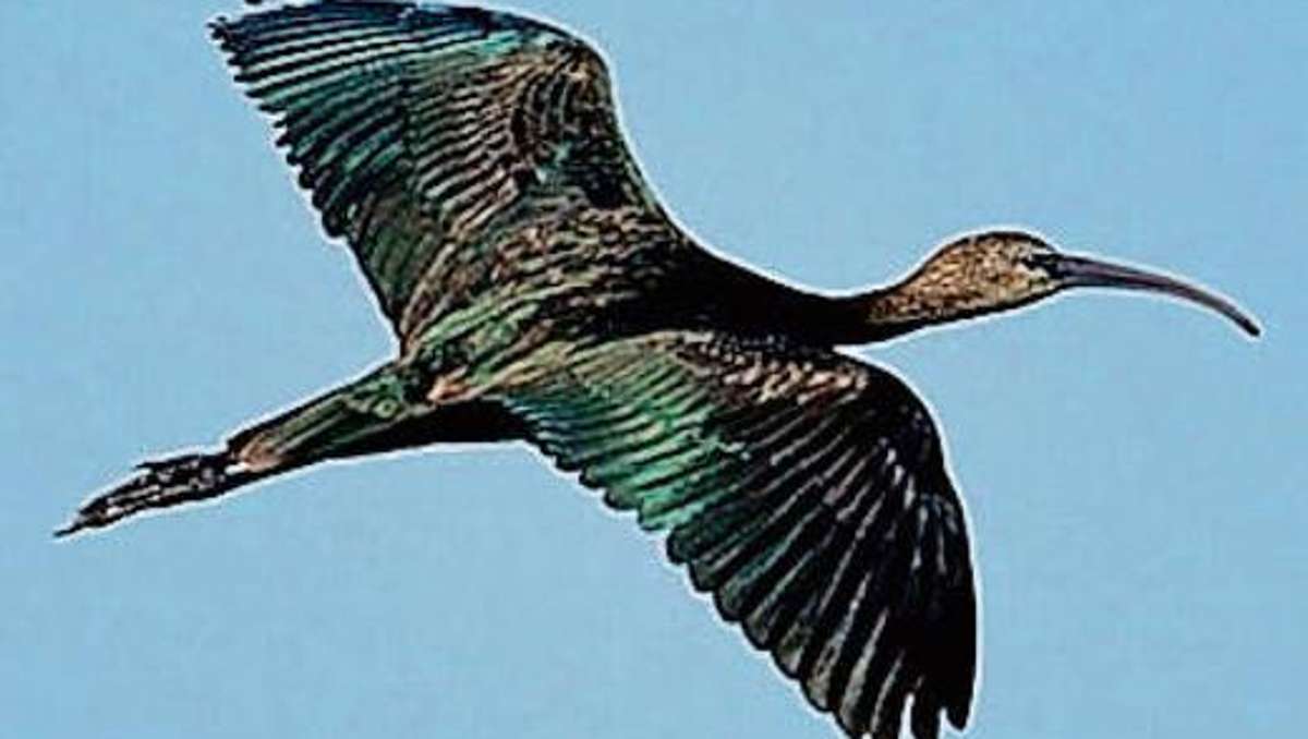 Coburg: Ornithologe erspäht seltenen Sichler