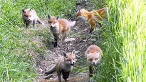Neukenroth: Fuchs-Familie wird zumYoutube-Star