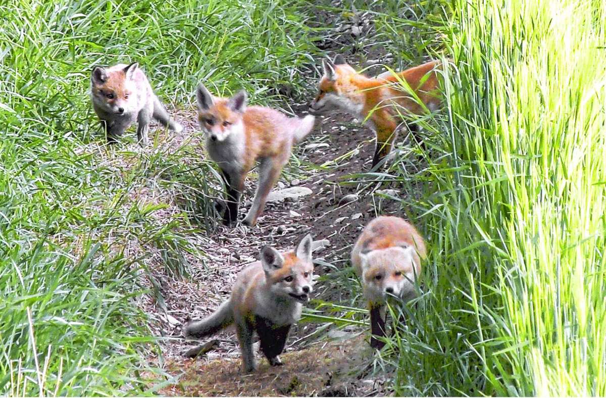 Ein Bild mit Seltenheitswert: Fünf junge Füchse tummeln sich in Neukenroth.