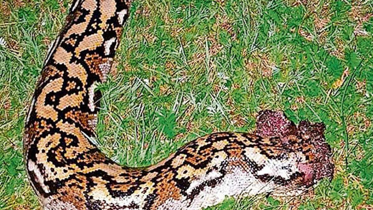 Coburg: Geköpfte Python: Tierquäler wird zur Kasse gebeten