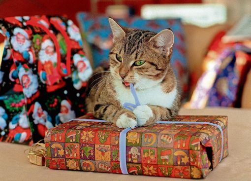 Geschenkband ist für Katzen besonders interessant aber leider auch gefährlich. Foto: Archiv