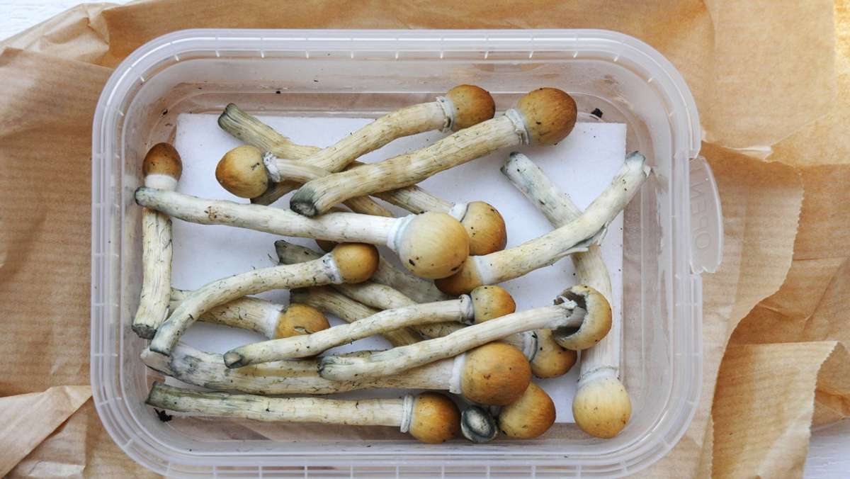 Magic Mushrooms: Helfen psychedelische Pilze bei Depressionen?