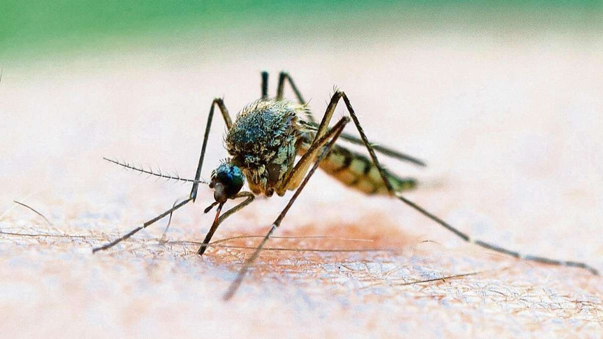 Coburg: Trockenheit verhinderte bisher Mückenplage