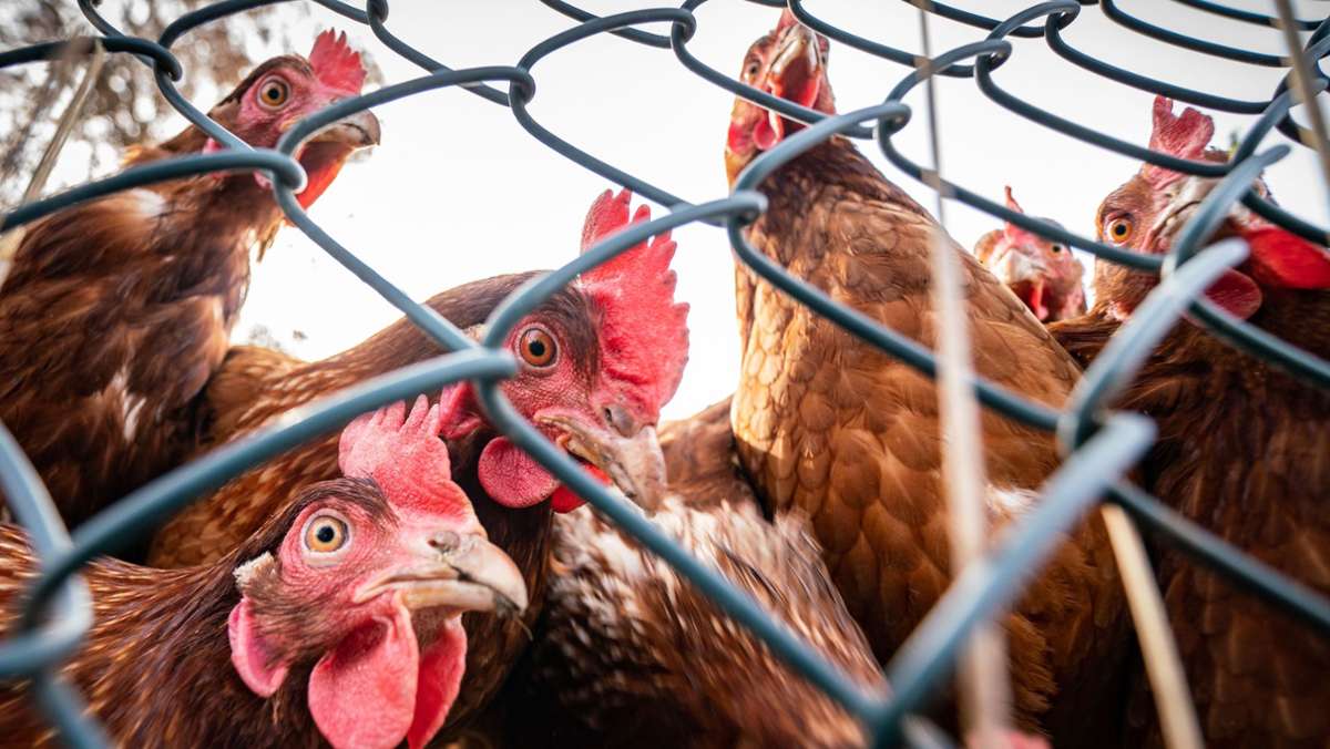 Geflügelpest: Wer hat ein Huhn aus NRW?