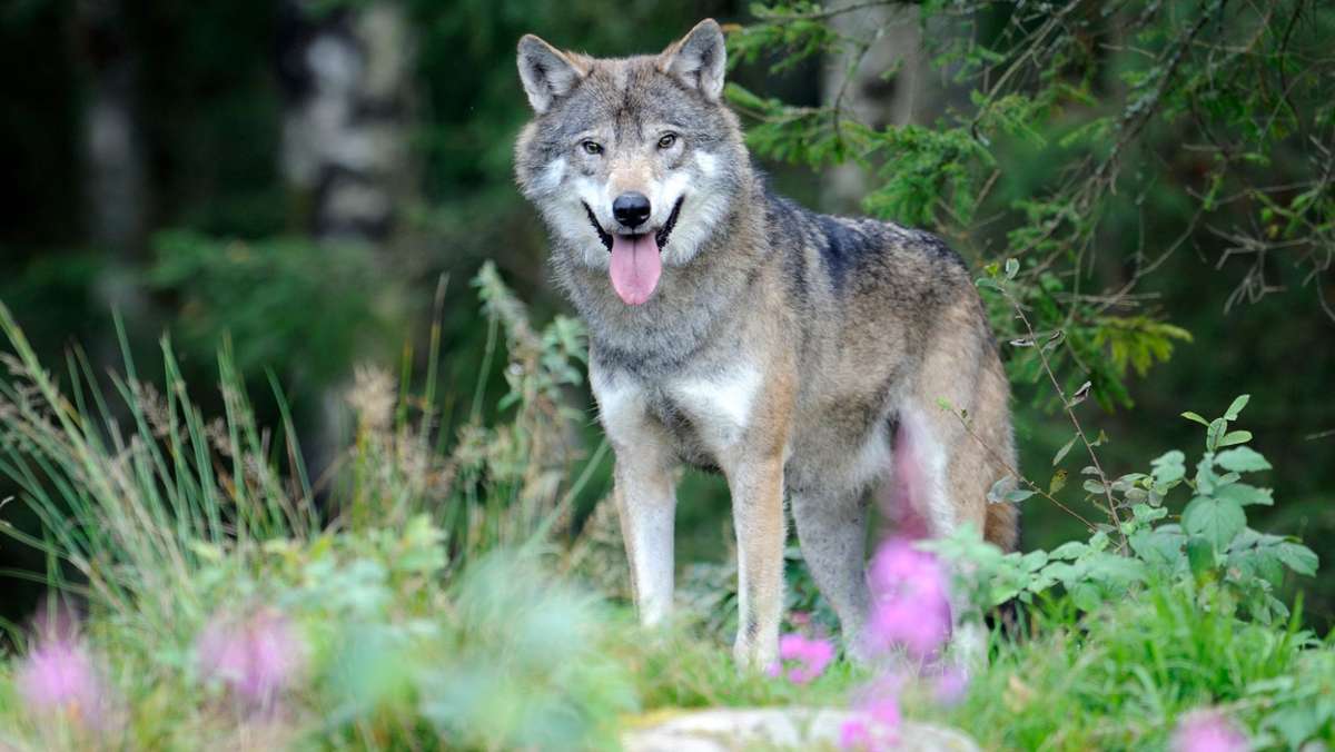 Landkreis Bayreuth: Drei Wölfe an Angriffen auf Wild beteiligt