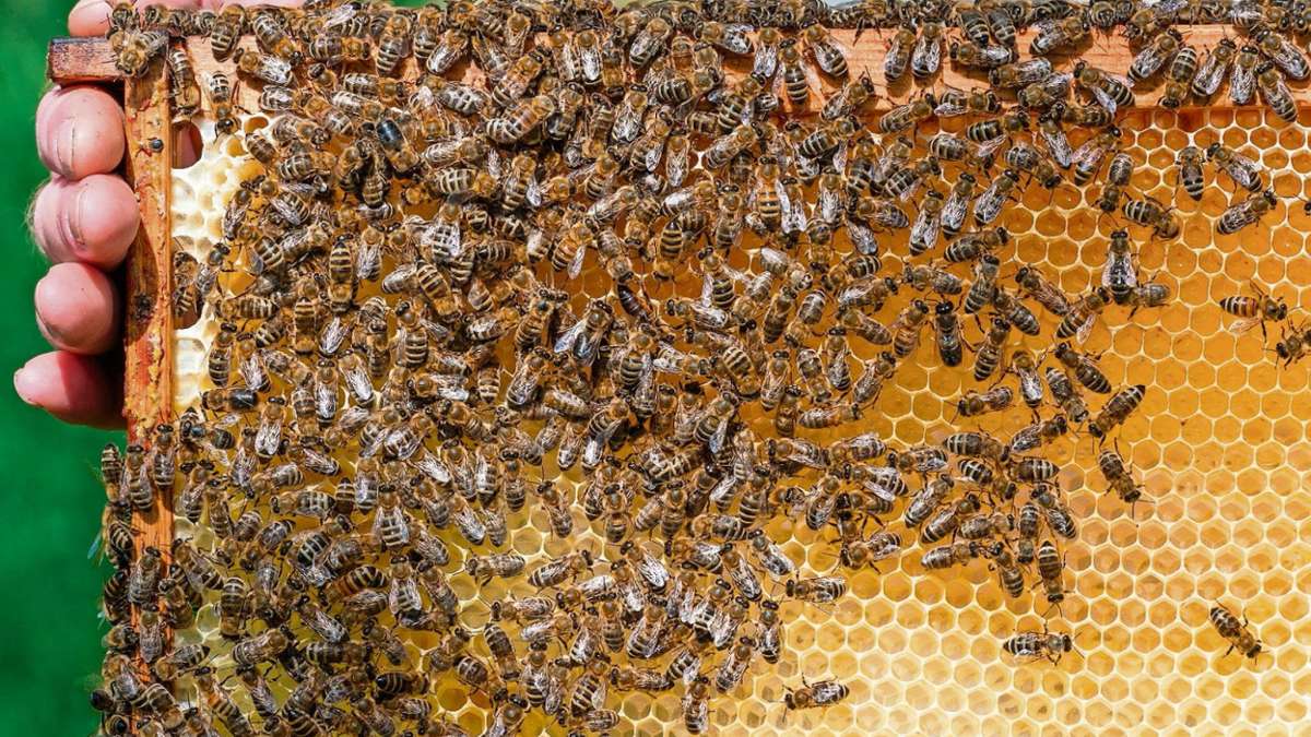 Neuses an den Eichen/Coburg: Bienen in Rödental unbedenklich