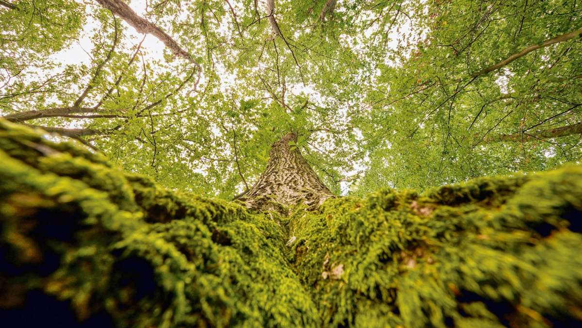 Tettau: Acht Baumsorten im Praxistest