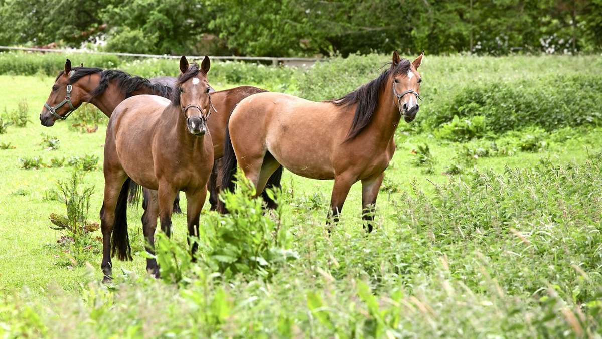 Mehrere Angriffe in Thüringen: Polizei schnappt mutmaßlichen Pferdemörder