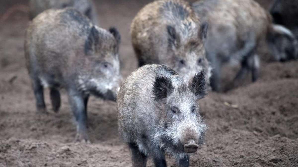 Nordhalben: Wildschweine sorgen für Probleme