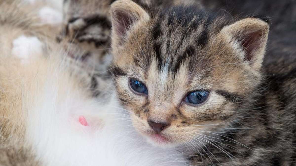 Kronach: Ohne Futter: 28-Jährige lässt Katzen bei Auszug zurück