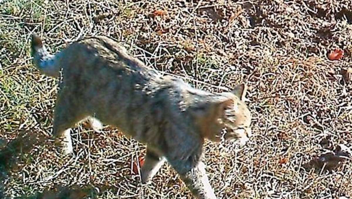Kronach: Die Wildkatze erobert den Frankenwald