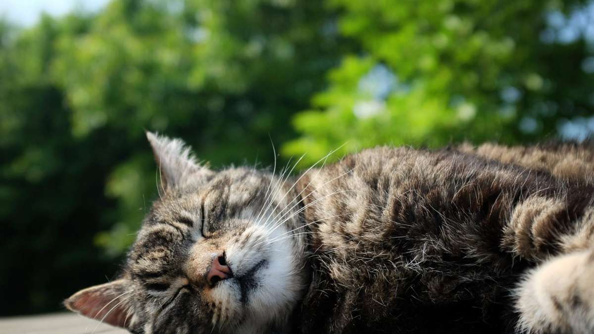 Waischenfeld: Katze mit Pfeil getötet